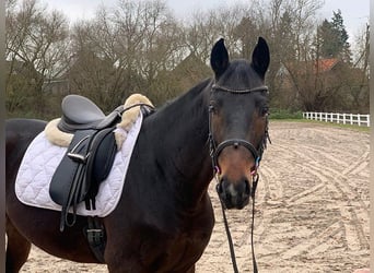 Hannoveriano, Caballo castrado, 5 años, 162 cm, Castaño oscuro