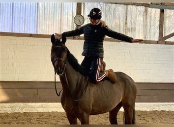 Hannoveriano, Caballo castrado, 5 años, 162 cm, Castaño oscuro