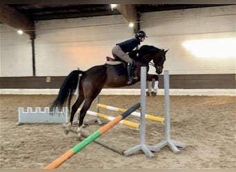 Hannoveriano, Caballo castrado, 5 años, 162 cm, Castaño oscuro