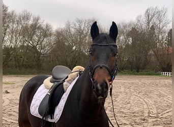 Hannoveriano, Caballo castrado, 5 años, 162 cm, Castaño oscuro