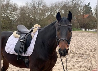 Hannoveriano, Caballo castrado, 5 años, 162 cm, Castaño oscuro