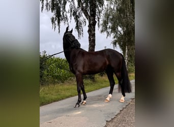 Hannoveriano, Caballo castrado, 5 años, 162 cm, Negro