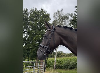 Hannoveriano, Caballo castrado, 5 años, 162 cm, Negro