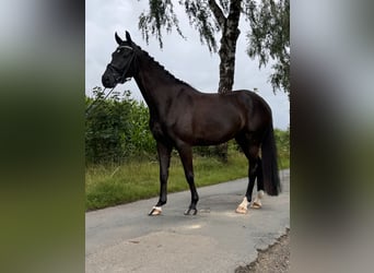 Hannoveriano, Caballo castrado, 5 años, 162 cm, Negro