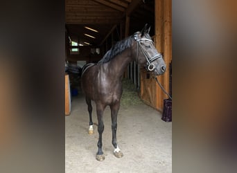 Hannoveriano, Caballo castrado, 5 años, 162 cm, Negro