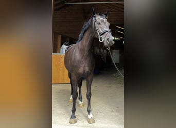 Hannoveriano, Caballo castrado, 5 años, 162 cm, Negro