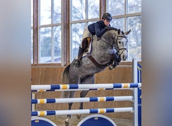 Hannoveriano, Caballo castrado, 5 años, 162 cm, Tordo