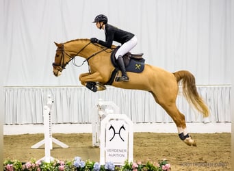 Hannoveriano, Caballo castrado, 5 años, 163 cm, Alazán