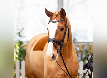 Hannoveriano, Caballo castrado, 5 años, 163 cm, Alazán