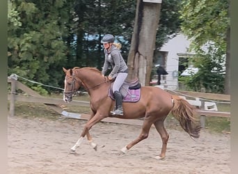 Hannoveriano, Caballo castrado, 5 años, 163 cm, Alazán-tostado