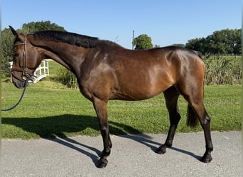 Hannoveriano, Caballo castrado, 5 años, 163 cm, Castaño
