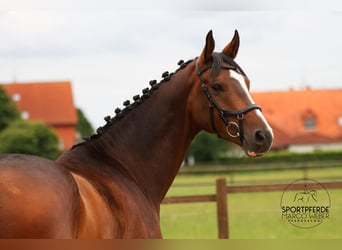 Hannoveriano, Caballo castrado, 5 años, 163 cm, Castaño oscuro