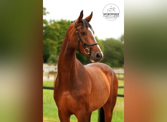 Hannoveriano, Caballo castrado, 5 años, 163 cm, Castaño oscuro