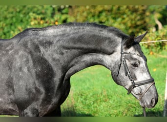Hannoveriano, Caballo castrado, 5 años, 163 cm, Tordo