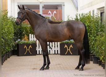 Hannoveriano, Caballo castrado, 5 años, 164 cm, Castaño oscuro