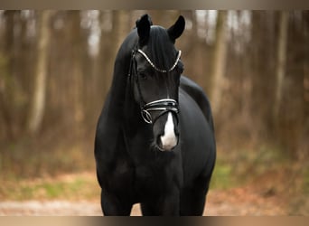 Hannoveriano, Caballo castrado, 5 años, 164 cm, Negro