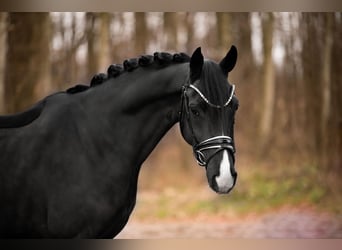 Hannoveriano, Caballo castrado, 5 años, 164 cm, Negro