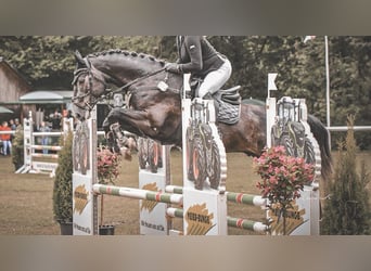 Hannoveriano, Caballo castrado, 5 años, 164 cm, Tordillo negro