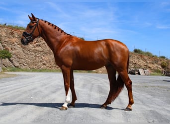 Hannoveriano, Caballo castrado, 5 años, 165 cm, Alazán