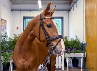 Hannoveriano, Caballo castrado, 5 años, 165 cm, Alazán