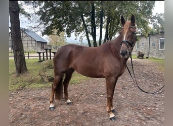 Hannoveriano, Caballo castrado, 5 años, 165 cm, Alazán-tostado