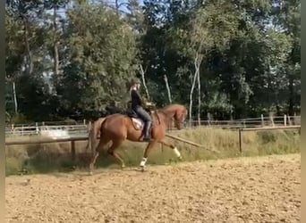 Hannoveriano, Caballo castrado, 5 años, 165 cm, Alazán-tostado