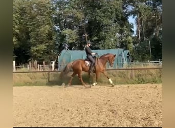 Hannoveriano, Caballo castrado, 5 años, 165 cm, Alazán-tostado