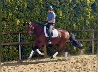 Hannoveriano, Caballo castrado, 5 años, 165 cm, Castaño