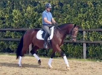 Hannoveriano, Caballo castrado, 5 años, 165 cm, Castaño