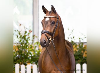 Hannoveriano, Caballo castrado, 5 años, 165 cm, Castaño