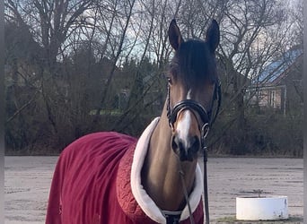 Hannoveriano, Caballo castrado, 5 años, 165 cm, Castaño