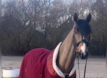 Hannoveriano, Caballo castrado, 5 años, 165 cm, Castaño