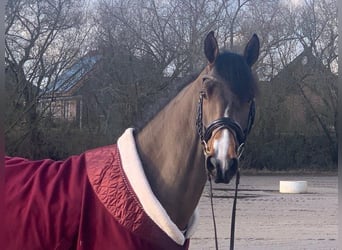 Hannoveriano, Caballo castrado, 5 años, 165 cm, Castaño