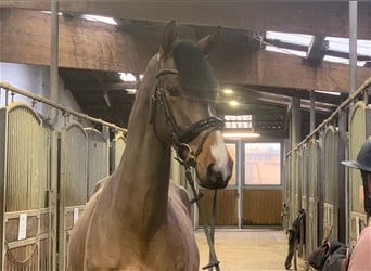 Hannoveriano, Caballo castrado, 5 años, 165 cm, Castaño