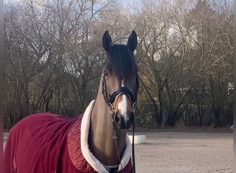 Hannoveriano, Caballo castrado, 5 años, 165 cm, Castaño