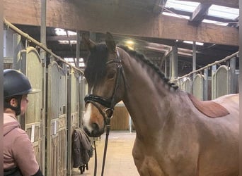 Hannoveriano, Caballo castrado, 5 años, 165 cm, Castaño