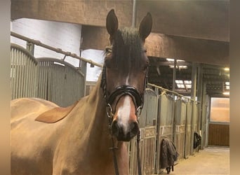 Hannoveriano, Caballo castrado, 5 años, 165 cm, Castaño