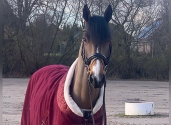 Hannoveriano, Caballo castrado, 5 años, 165 cm, Castaño