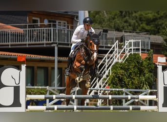 Hannoveriano, Caballo castrado, 5 años, 165 cm, Castaño