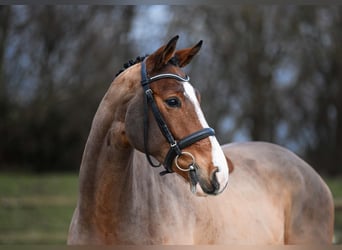 Hannoveriano, Caballo castrado, 5 años, 165 cm, Castaño