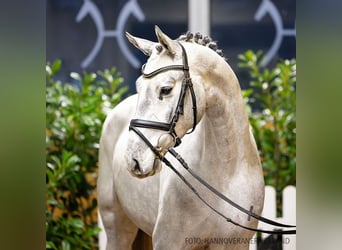 Hannoveriano, Caballo castrado, 5 años, 165 cm, Castaño