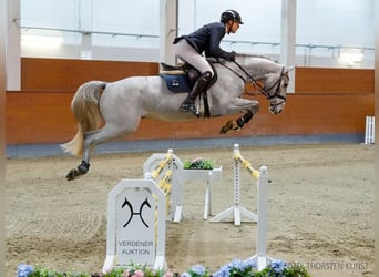 Hannoveriano, Caballo castrado, 5 años, 165 cm, Castaño