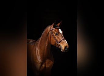 Hannoveriano, Caballo castrado, 5 años, 165 cm, Castaño