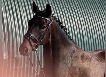 Hannoveriano, Caballo castrado, 5 años, 165 cm, Castaño oscuro