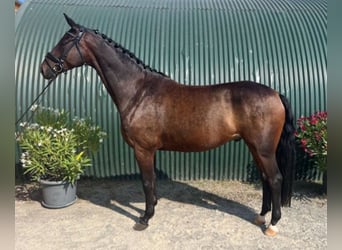 Hannoveriano, Caballo castrado, 5 años, 165 cm, Castaño oscuro