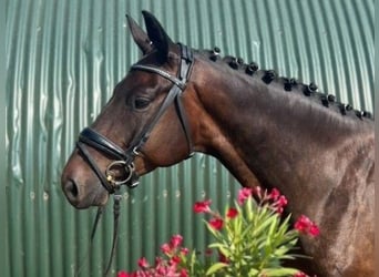 Hannoveriano, Caballo castrado, 5 años, 165 cm, Castaño oscuro