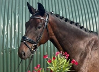 Hannoveriano, Caballo castrado, 5 años, 165 cm, Castaño oscuro