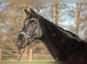 Hannoveriano, Caballo castrado, 5 años, 165 cm, Negro