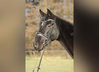 Hannoveriano, Caballo castrado, 5 años, 165 cm, Negro