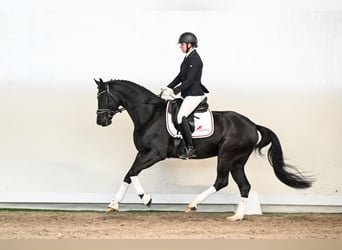 Hannoveriano, Caballo castrado, 5 años, 165 cm, Negro